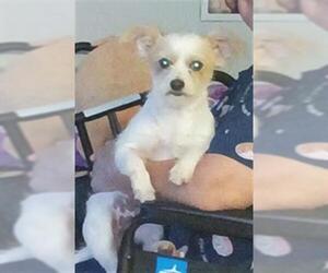 Mutt Dogs for adoption in San Antonio, TX, USA