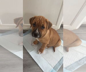 Medium Photo #7 American Pit Bull Terrier-Unknown Mix Puppy For Sale in Hillsboro, MO, USA