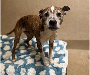 Mutt Dogs for adoption in Sacramento, CA, USA
