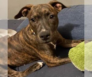 American Pit Bull Terrier Dogs for adoption in St Paul, MN, USA