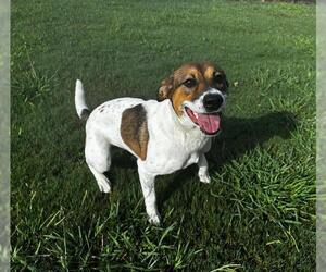 Parson Russell Terrier-Unknown Mix Dogs for adoption in Grovetown, GA, USA
