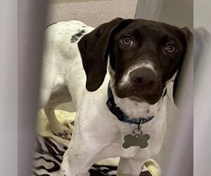 German Shorthaired Pointer Dogs for adoption in Waldorf, MD, USA