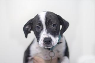 American Pit Bull Terrier-Border Collie Mix Dogs for adoption in Mountain Home, AR, USA