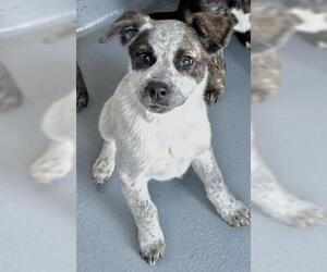 German Shepherd Dog-Unknown Mix Dogs for adoption in Visalia, CA, USA