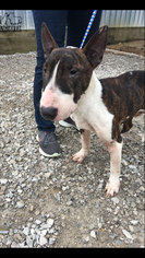 Bull Terrier Dogs for adoption in Troy, IL, USA