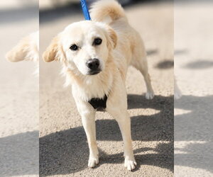 Mutt Dogs for adoption in San Diego, CA, USA