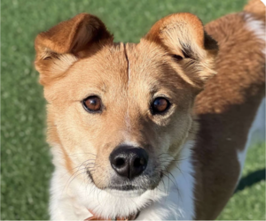 Mutt Dogs for adoption in San Ramon, CA, USA