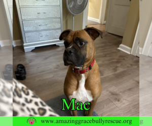 Boxer Dogs for adoption in Pensacola, FL, USA