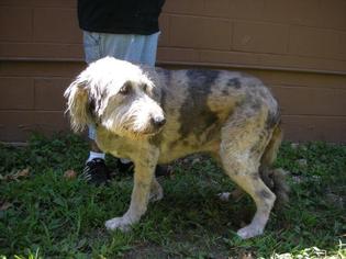 Small Airedale Terrier-Catahoula Leopard Dog Mix