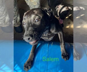 Mutt Dogs for adoption in Farmerville, LA, USA