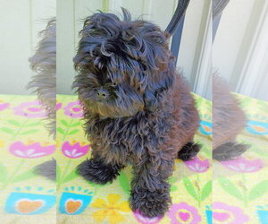 ShihPoo Dogs for adoption in Mountain View, MO, USA