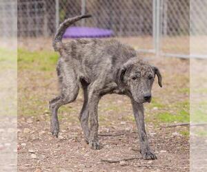 Anatolian Shepherd-Unknown Mix Dogs for adoption in Waco, TX, USA