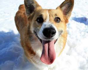 Pembroke Welsh Corgi Dogs for adoption in Boise, ID, USA