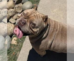 Bulldog-Unknown Mix Dogs for adoption in Sacramento, CA, USA