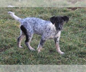 German Shorthaired Pointer Dogs for adoption in Westminster, MD, USA