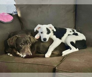 American Pit Bull Terrier-Unknown Mix Dogs for adoption in Germantown, OH, USA