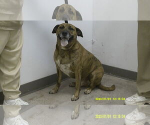 Medium Photo #5 Mountain Cur Puppy For Sale in Frenchburg, KY, USA