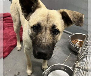 Labrador Retriever-Unknown Mix Dogs for adoption in Tavares, FL, USA