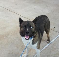 Akita Dogs for adoption in Houston, TX, USA