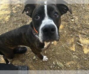 Boxer-Unknown Mix Dogs for adoption in Grand Prairie, TX, USA