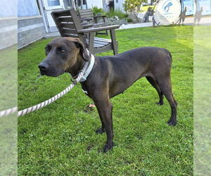 Labmaraner Dogs for adoption in Long Beach, CA, USA