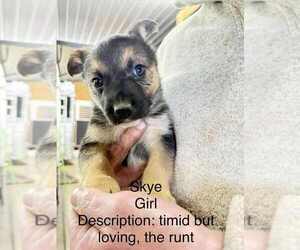 Gerberian Shepsky Dogs for adoption in Aurora, IN, USA