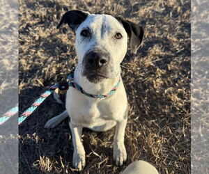 American Bulldog-Unknown Mix Dogs for adoption in Lakewood, CO, USA