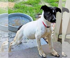 Unknown-Whippet Mix Dogs for adoption in Griffin, GA, USA