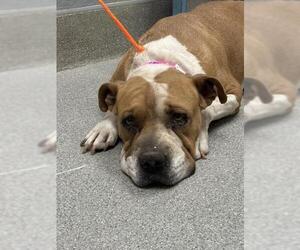 American Pit Bull Terrier-Unknown Mix Dogs for adoption in Las Vegas, NV, USA