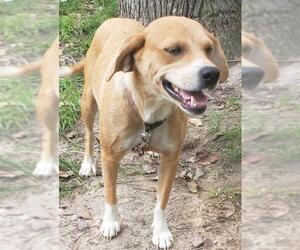 Beagle Dogs for adoption in Alexander, AR, USA