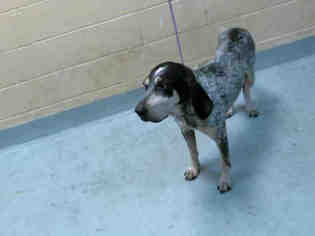 Bluetick Coonhound Dogs for adoption in Tulsa, OK, USA