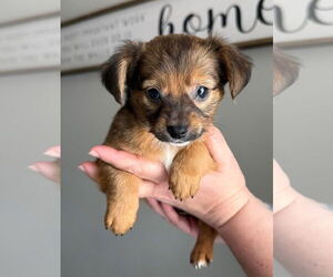 Chihuahua-Unknown Mix Dogs for adoption in Tampa, FL, USA