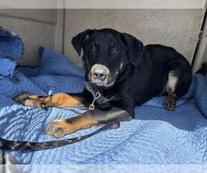 Mastiff-Unknown Mix Dogs for adoption in Oklahoma City, OK, USA