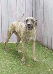 Catahoula Leopard Dog Dogs for adoption in Inverness, FL, USA
