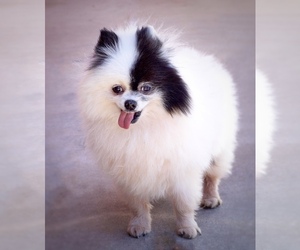 Pomeranian Dogs for adoption in Pittsburg, CA, USA