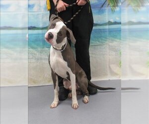 American Pit Bull Terrier Dogs for adoption in Louisville, KY, USA