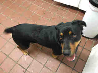 Beauceron-Unknown Mix Dogs for adoption in Waynesville, NC, USA