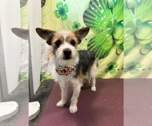 Maltese-Unknown Mix Dogs for adoption in Tampa, FL, USA