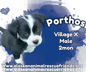 Australian Shepherd-Unknown Mix Dogs for adoption in Anchorage, AK, USA