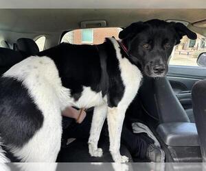 Akita-Unknown Mix Dogs for adoption in Grand Prairie, TX, USA