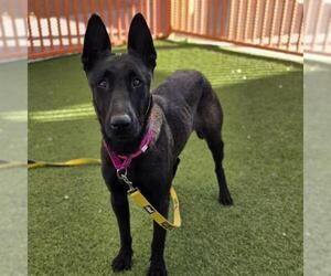 Mutt Dogs for adoption in Las Vegas, NV, USA