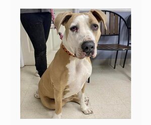 American Pit Bull Terrier-Great Dane Mix Dogs for adoption in Baltimore, MD, USA