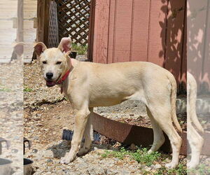 Mountain Cur-Unknown Mix Dogs for adoption in Boston, MA, USA