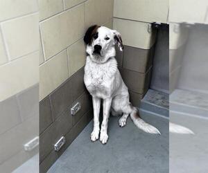 Boxador Dogs for adoption in Riverside, CA, USA