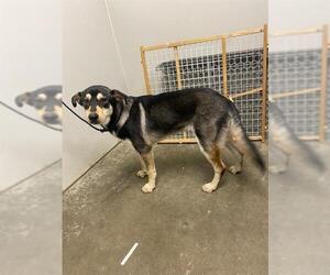 German Shepherd Dog-Unknown Mix Dogs for adoption in Rosenberg, TX, USA