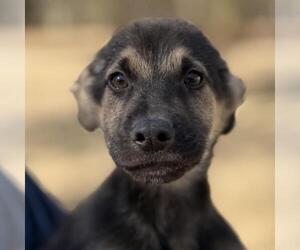 Mutt Dogs for adoption in Yardley, PA, USA