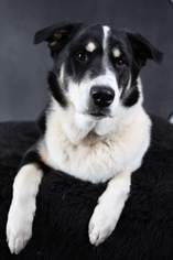 Bernese Mountain Dog-Unknown Mix Dogs for adoption in Chaska, MN, USA