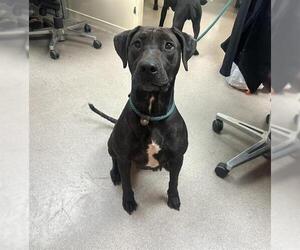 American Pit Bull Terrier Dogs for adoption in Pasadena, CA, USA