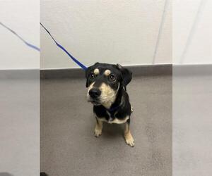 German Shepherd Dog-Unknown Mix Dogs for adoption in HESPERIA, CA, USA
