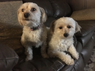 Maltipoo Dogs for adoption in Doylestown, PA, USA